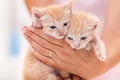 Adoreble fuzzy kittens in woman hands - close up