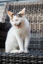 An adored tricolor kitten, the kitten sits on a canopy chair on the veranda and yawns. Funny pets. Vertical photo