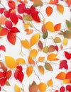 Adorn Your Space with a Seamless Pattern of Wall-Hanging Branches, Fall Leaves, and Vibrant Colorful Flowers.