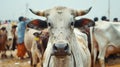 Adorned bull at the traditional Sonepur livestock fair in Bihar, India