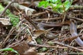 Adorned Graceful Brown Snake