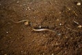 Wildlife: the Adorned graceful brown snake is a very small predator