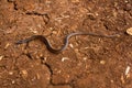 Wildlife: the Adorned graceful brown snake is a very small predator