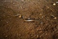 Wildlife: the Adorned graceful brown snake is a very small predator