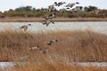 Pintail Duck migration at the Pea Island NWR NC