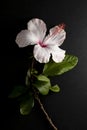floral ornament of pink and white hibiscus on a black background Royalty Free Stock Photo