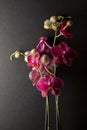 floral ornament in detail of pink orchids on a black background Royalty Free Stock Photo