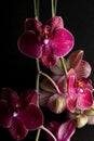floral ornament of pink orchids on black background Royalty Free Stock Photo