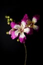 pink and white ceiba floral ornament on black background Royalty Free Stock Photo