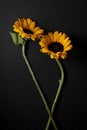 floral ornament of yellow sunflowers on a black background