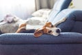 Adoult Male hound Beagle dog sleeping at home on the sofa.