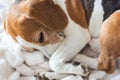 Adoult Male hound Beagle dog sleeping at home on the sofa.