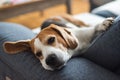 Adoult Male hound Beagle dog sleeping at home on the sofa.