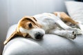 Adoult Male hound Beagle dog sleeping at home on the sofa.