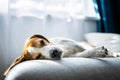 Adoult Male hound Beagle dog sleeping at home on the sofa