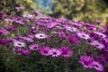 Meadow of purple daisies after rain Royalty Free Stock Photo