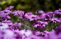 Meadow of purple daisies after rain Royalty Free Stock Photo