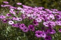 Meadow of purple daisies after rain Royalty Free Stock Photo