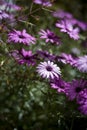 Meadow of purple daisies after rain Royalty Free Stock Photo