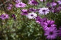 Meadow of purple daisies after rain Royalty Free Stock Photo