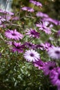 Meadow of purple daisies after rain Royalty Free Stock Photo