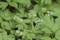 Adoxa moschatellina flowers in spring