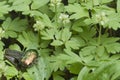 Adoxa moschatellina flowers in spring