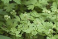 Adoxa moschatellina flowers in spring