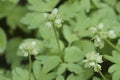 Adoxa moschatellina flowers in spring