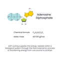 Adenosine diphosphate ADP science vector infographic Royalty Free Stock Photo