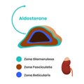 Adrenal cortex structure. Zona glomerulosa