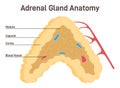 Adrenal gland anatomy. Endocrine triangular-shaped gland located on top Royalty Free Stock Photo