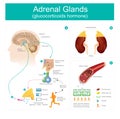 Adrenal Gland glucocorticoids hormone.