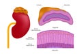 Adrenal gland / human anatomy