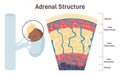 Adrenal gland. Human endocrine gland structure, the adrenal Royalty Free Stock Photo