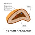 The adrenal gland, medical scheme, illustration from the point of view