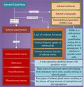 Adrenal gland scan