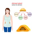 Adrenal gland. Structure, Location, and function of the suprarenal glands