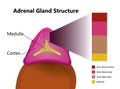 Adrenal gland structure vector illustration