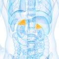 the adrenal glands Royalty Free Stock Photo