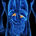 the adrenal glands Royalty Free Stock Photo