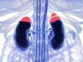 Adrenal glands in red and kidneys. Illustrated xray like image. 3D illustration