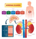 Adrenal glands vector illustration. Labeled scheme with hormones types Royalty Free Stock Photo