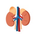 Adrenal tumor vector illustration. Illustration of the healthy adrenal gland and adrenal mass