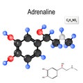 Structural chemical formula and model of molecule of adrenalin Royalty Free Stock Photo