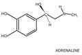 Adrenaline molecule structure with its name isolated on white background Royalty Free Stock Photo
