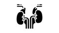 adrenals endocrinology glyph icon animation