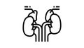 adrenals endocrinology line icon animation