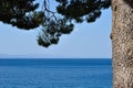 Adriatic sea behind tree in Podgora, Croatia