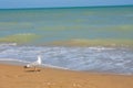 Adriatic Sea coast view. Seashore of Italy, summer sandy beach and seagull. Royalty Free Stock Photo